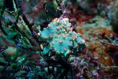 Dermatobranchus ornatus