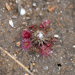 Drosera australis
