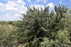 Atamisquea emarginata