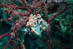 Dermatobranchus ornatus