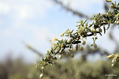 Atamisquea emarginata