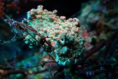 Dermatobranchus ornatus