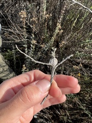 Gnorimoschema baccharisella