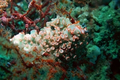 Dermatobranchus ornatus