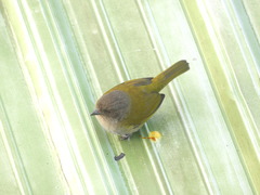 Chlorospingus semifuscus