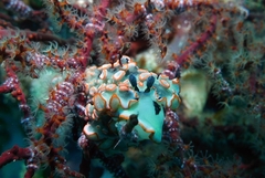 Dermatobranchus ornatus