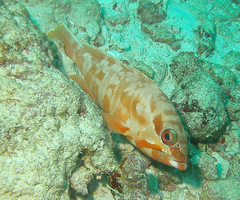 Epinephelus fasciatus