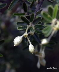 Atamisquea emarginata