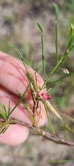 Indigofera podophylla image