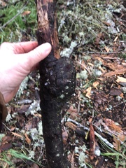 Pseudotsuga menziesii