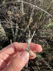 Gnorimoschema baccharisella