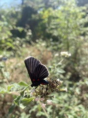 Melanis acroleuca acroleuca