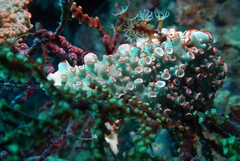 Dermatobranchus ornatus