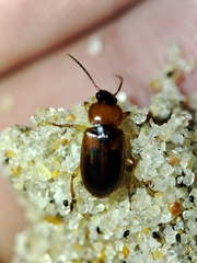 Stenolophus teutonus
