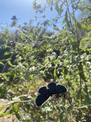 Melanis acroleuca acroleuca