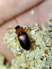 Stenolophus teutonus