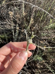 Gnorimoschema baccharisella