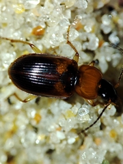 Stenolophus teutonus