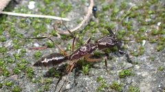 Odontomachus chelifer