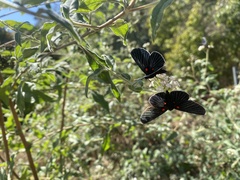 Melanis acroleuca acroleuca