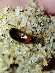 Stenolophus teutonus