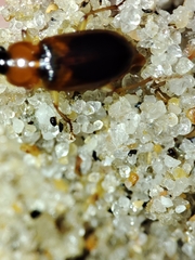 Stenolophus teutonus