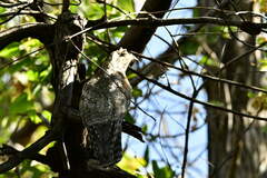 Nyctibius jamaicensis