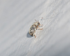 Liromus pardalis