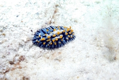 Phyllidia marindica