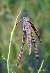 Prosopidastrum angusticarpum