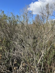 Gnorimoschema baccharisella