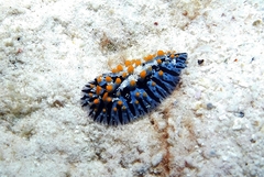 Phyllidia marindica