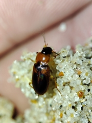 Stenolophus teutonus