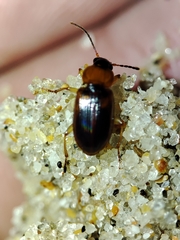 Stenolophus teutonus