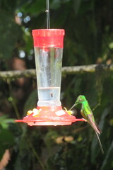 Heliodoxa imperatrix