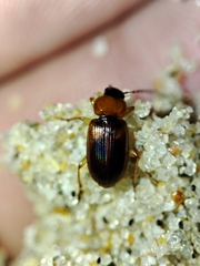 Stenolophus teutonus