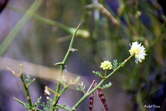 Prosopidastrum angusticarpum