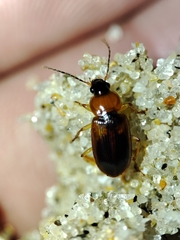 Stenolophus teutonus