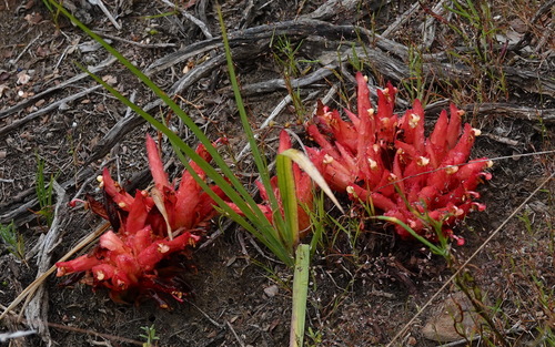 Image of Hyobanche rubra by (c) desertnaturalist, some rights reserved (CC BY)