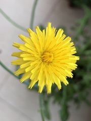 Taraxacum officinale