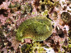 Dolabrifera nicaraguana