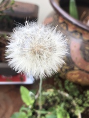 Taraxacum officinale