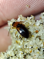 Stenolophus teutonus