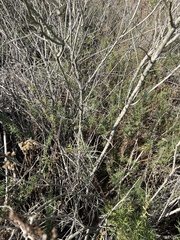 Gnorimoschema baccharisella