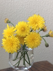 Taraxacum officinale