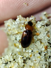 Stenolophus teutonus