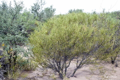 Prosopidastrum angusticarpum