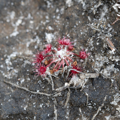 Drosera australis