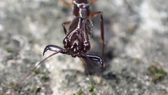 Odontomachus chelifer