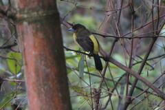 Ramphocelus flammigerus icteronotus